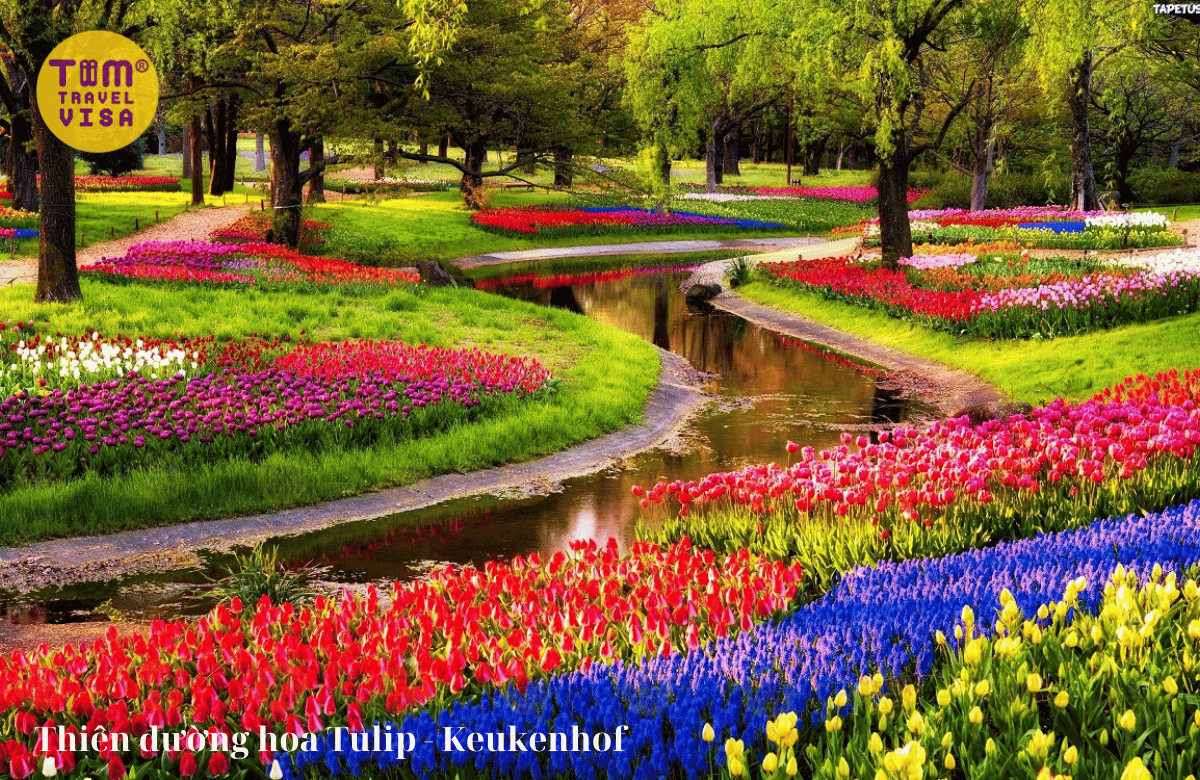Thiên đường hoa tulip keukenhof