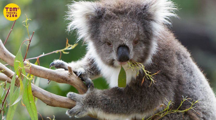 Hình ảnh gấu túi koala khi về già
