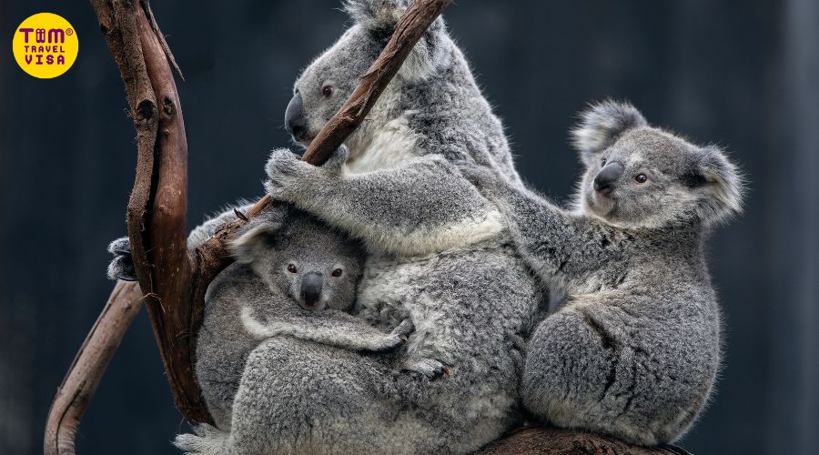 Hình ảnh gấu koala ôm con