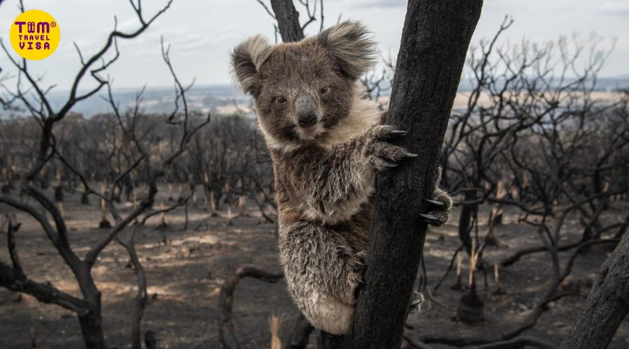 Hình ảnh gấu túi koala trong trận cháy rừng ở Úc