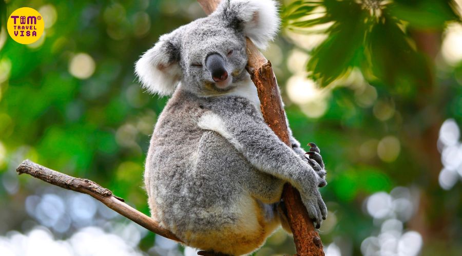 Hoạt động hằng ngày của Koala