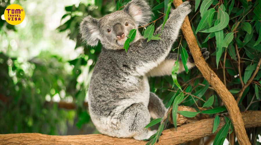 Gấu Koala ăn gì?