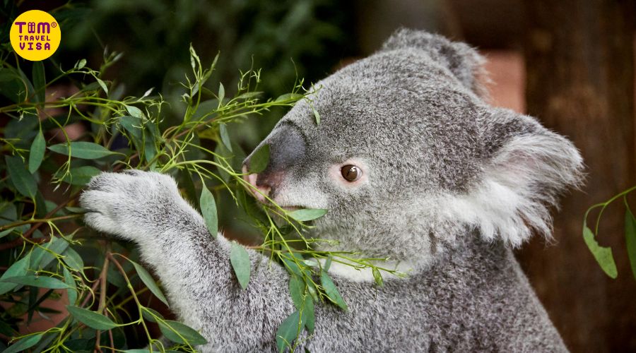 Thức ăn chủ yếu của Koala là lá cây bạch đàn