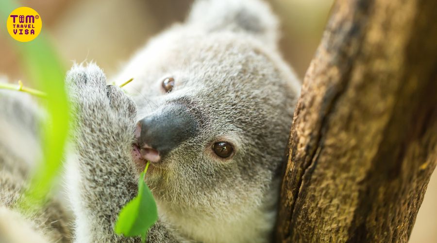 Hình ảnh gấu túi koala ăn trên cây