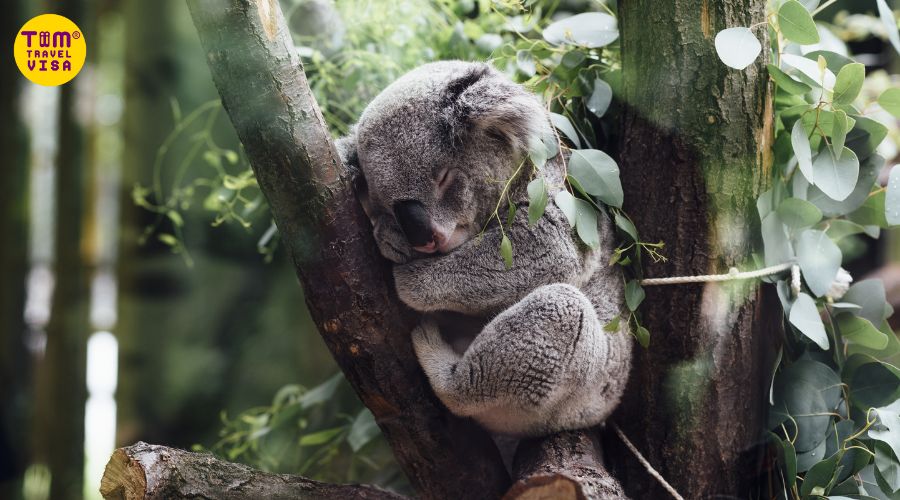 Hình ảnh gấu koala ngủ trên cây