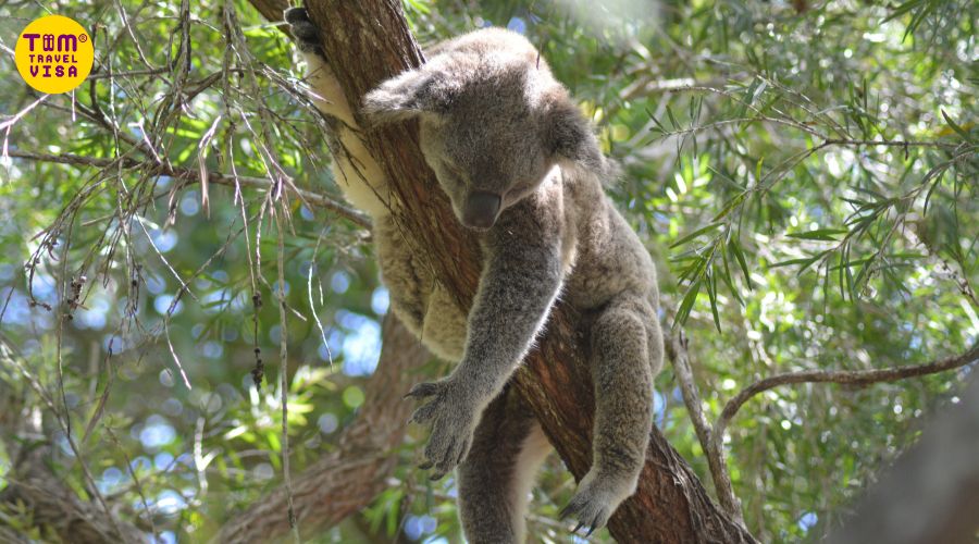 Hình ảnh gấu koala ôm cây