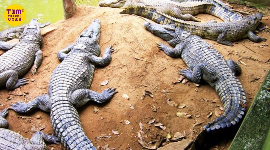 Hình ảnh cá sấu tại khu du lịch sinh thái Thủy Châu