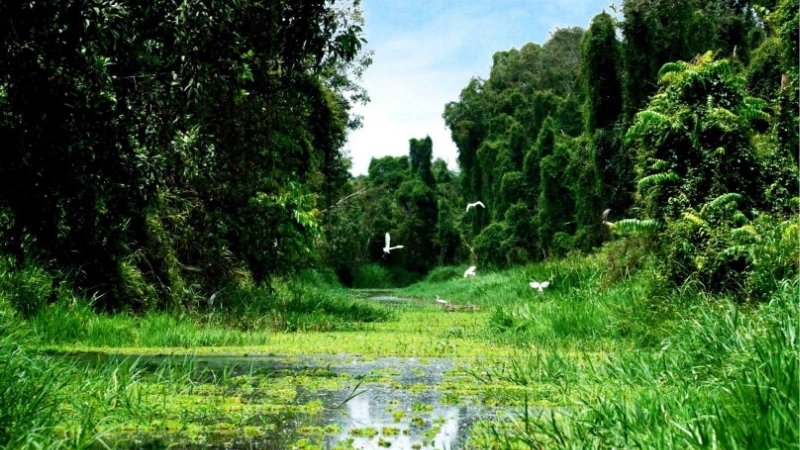  Khu Du Lịch Sinh Th&aacute;i G&aacute;o Giồng (Đồng Th&aacute;p)