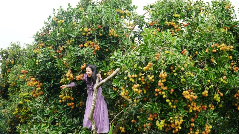 Vườn tr&aacute;i c&acirc;y Long Kh&aacute;nh