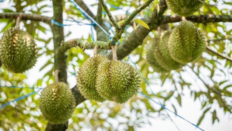 Vườn tr&aacute;i c&acirc;y Long Kh&aacute;nh