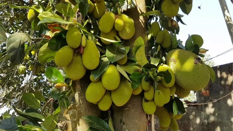 Vườn tr&aacute;i c&acirc;y Long Kh&aacute;nh